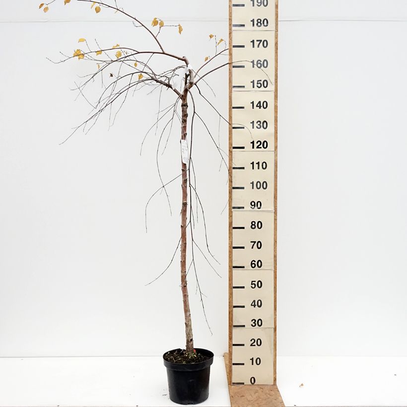 Ejemplar de Betula pendula Long Trunk - Abedul común Maceta 7,5L/10L, Tallo entregado en otoño
