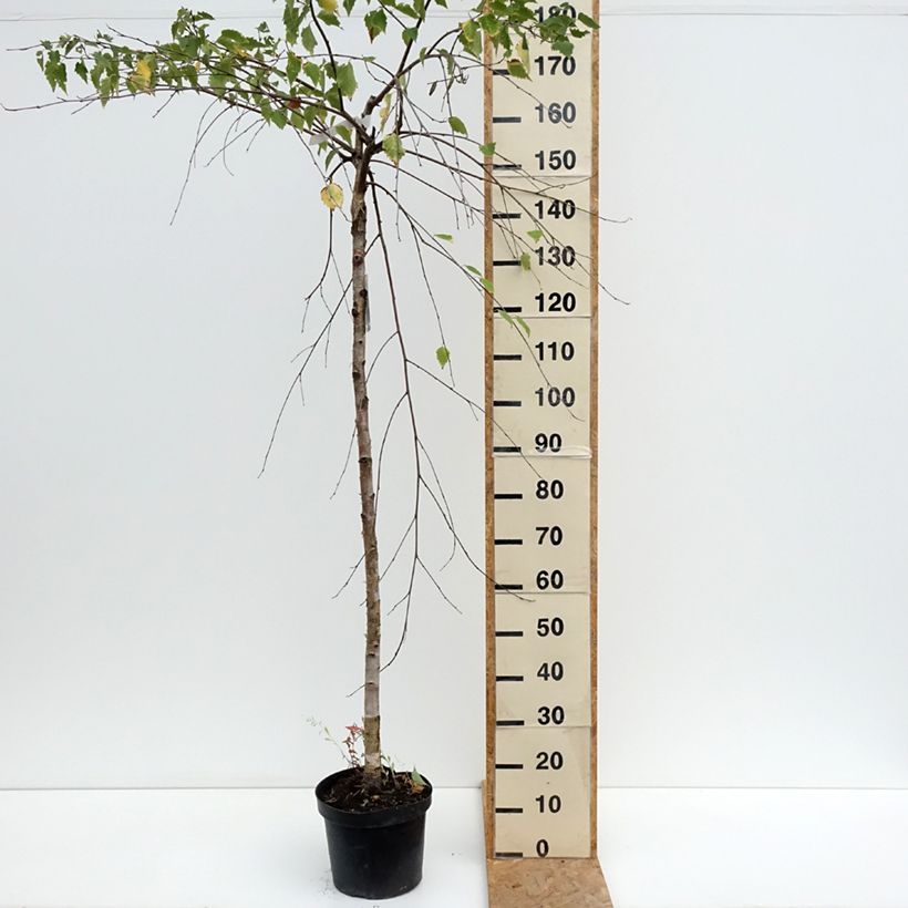Ejemplar de Betula pendula Long Trunk - Abedul común Maceta 7,5L/10L, Tallo entregado en verano