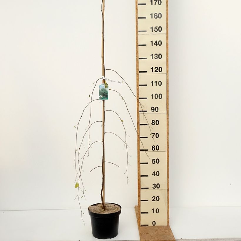 Ejemplar de Abedul común Youngii Maceta 7,5L/10L entregado en otoño