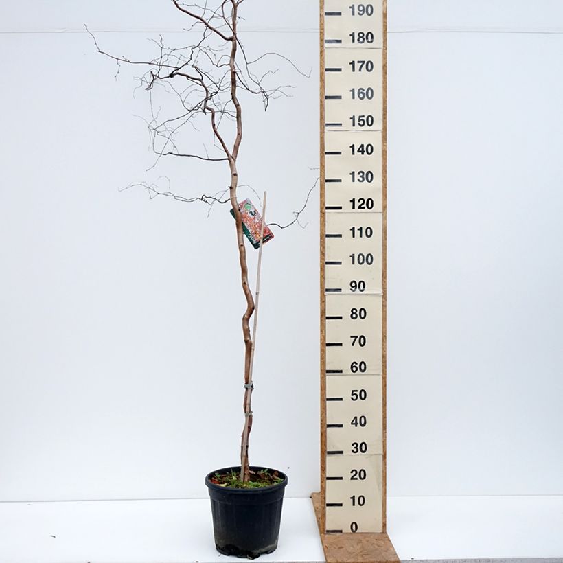 Ejemplar de Abedul común pendula Spider Alley Maceta 12L/15L entregado en otoño