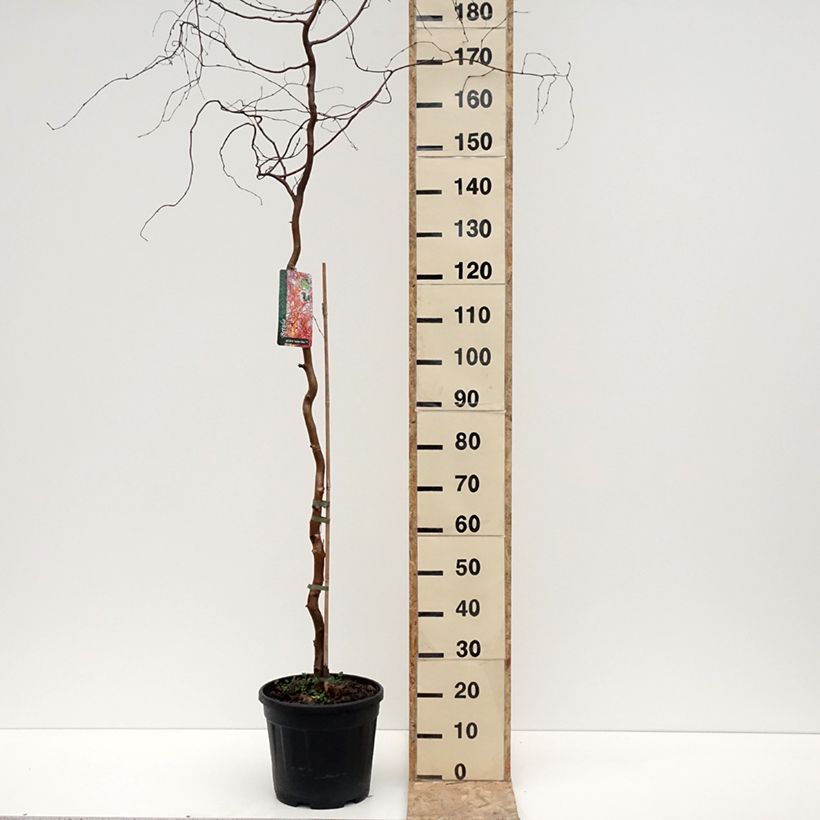 Abedul común pendula Spider Alley Maceta 12L/15L Ejemplar entregado en invierno