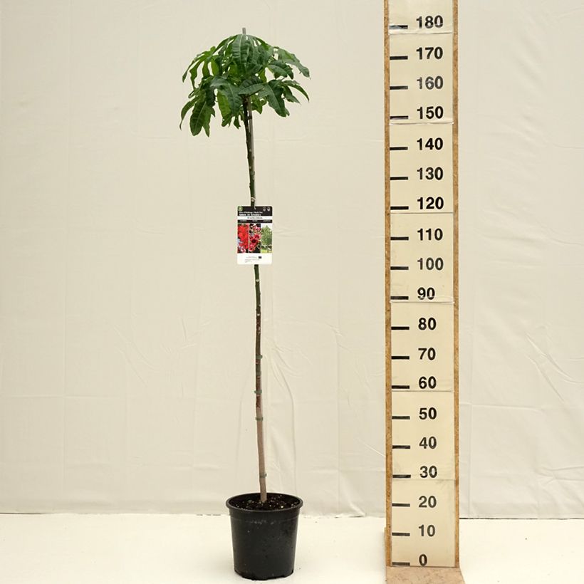 Brachychiton acerifolius - Árbol de fuego Maceta 7,5L/10L Ejemplar entregado en la primavera