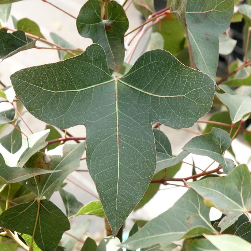 Brachychiton populneus - Árbol botella (Follaje)
