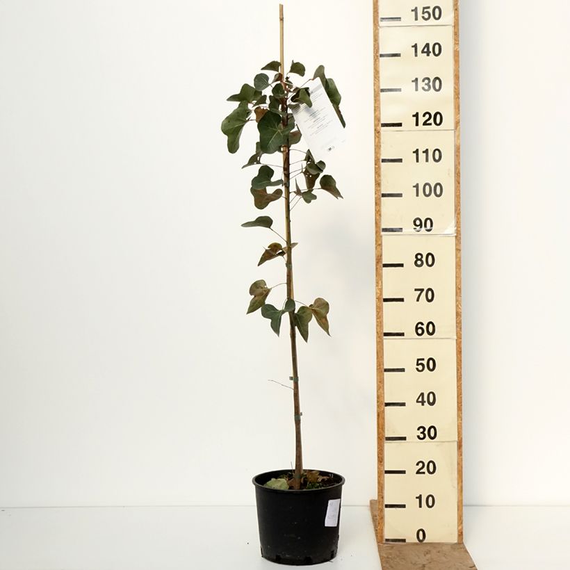 Brachychiton populneus - Árbol botella Maceta 7,5L/10L Ejemplar entregado en invierno