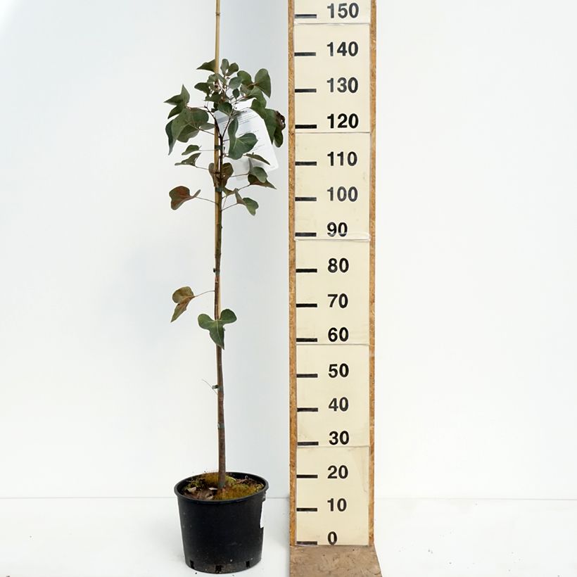 Brachychiton populneus - Árbol botella Maceta 7,5L/10L Ejemplar entregado en la primavera