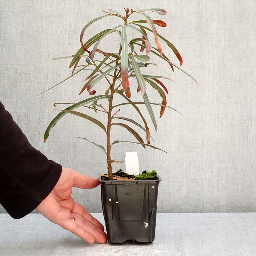 Brachychiton rupestris - Arbre-bouteille rupestre Maceta 1L/1,5L Ejemplar entregado en la primavera