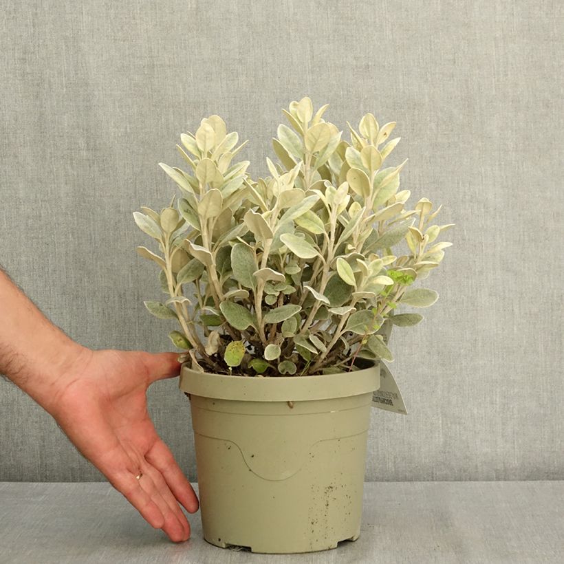 Ejemplar de Senecio greyi Walberton's Silver Dormouse Maceta 3L/4L entregado en verano