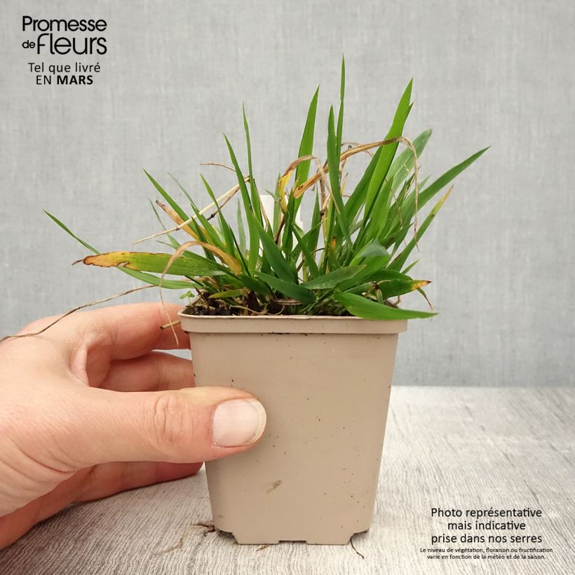 Brachypodium sylvaticum - Pasto de monte Maceta de 8/9 cm Ejemplar entregado en la primavera