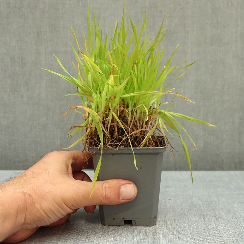 Ejemplar de Briza maxima - Lágrimas Maceta de 8/9 cm entregado en otoño