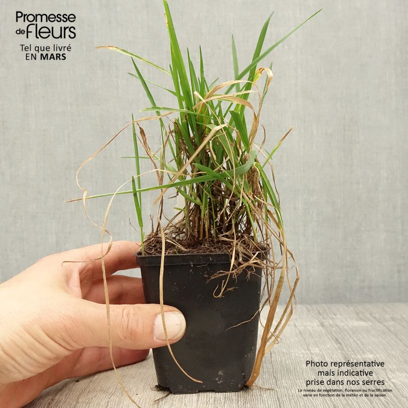 Briza media Limouzi Maceta de 8/9 cm Ejemplar entregado en la primavera