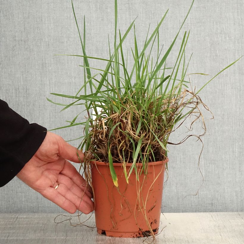 Briza media Limouzi Maceta 1L/1,5L Ejemplar entregado en la primavera