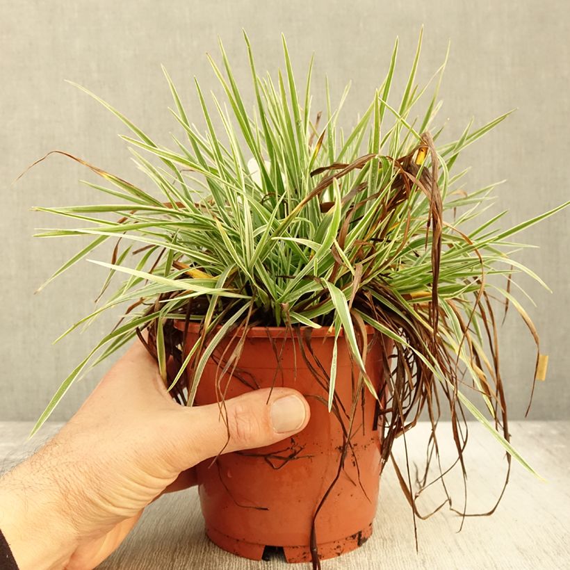 Ejemplar de Briza media Zitterzebra Maceta 1L/1,5L entregado en otoño