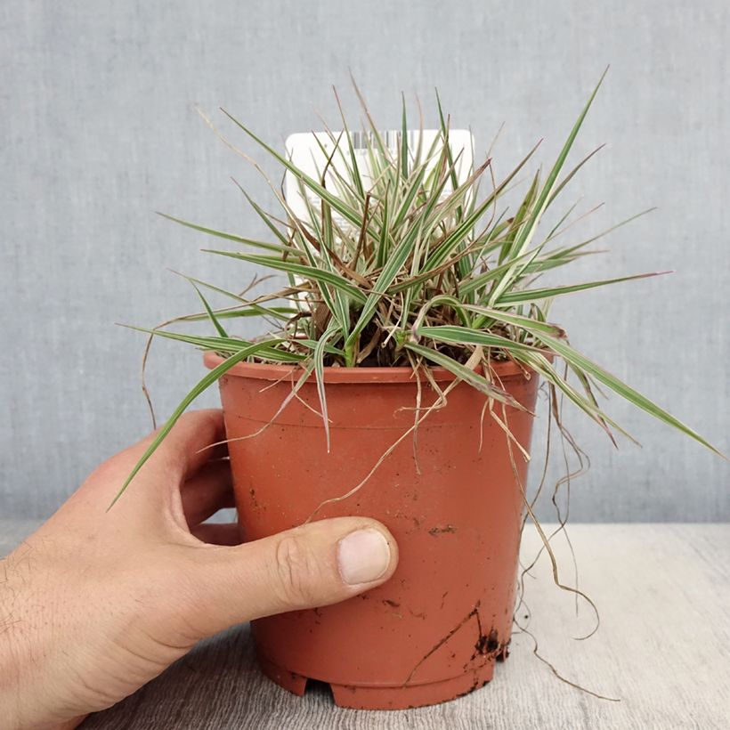 Briza media Zitterzebra Maceta 1L/1,5L Ejemplar entregado en la primavera