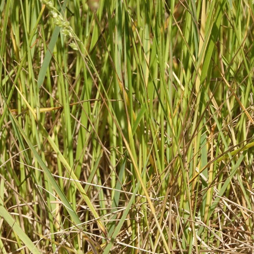 Briza triloba (Follaje)