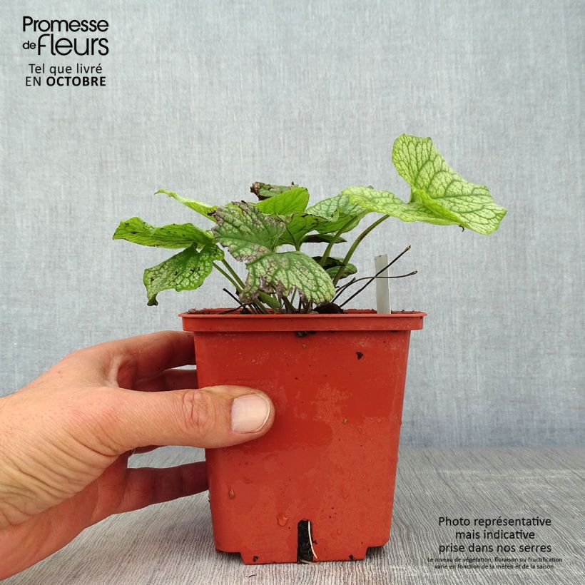 Ejemplar de Brunnera macrophylla Alexander's Great Maceta 1L/1,5L entregado en otoño
