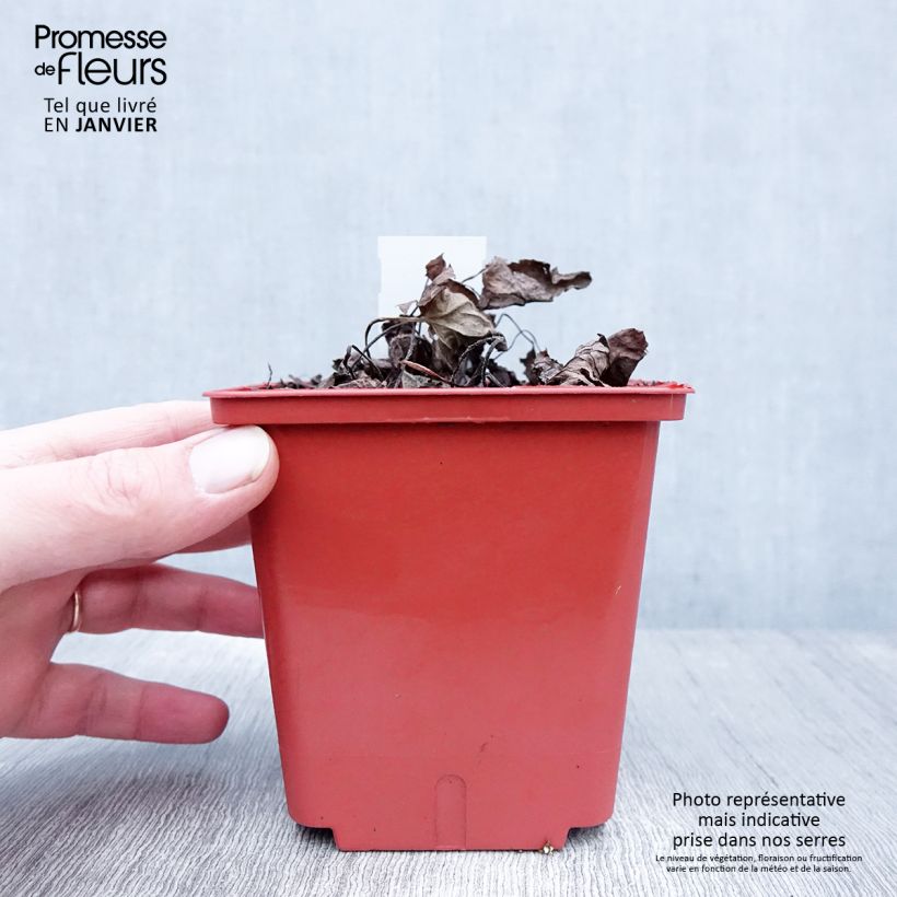 Brunnera macrophylla Alexander's Great Maceta 1L/1,5L Ejemplar entregado en invierno