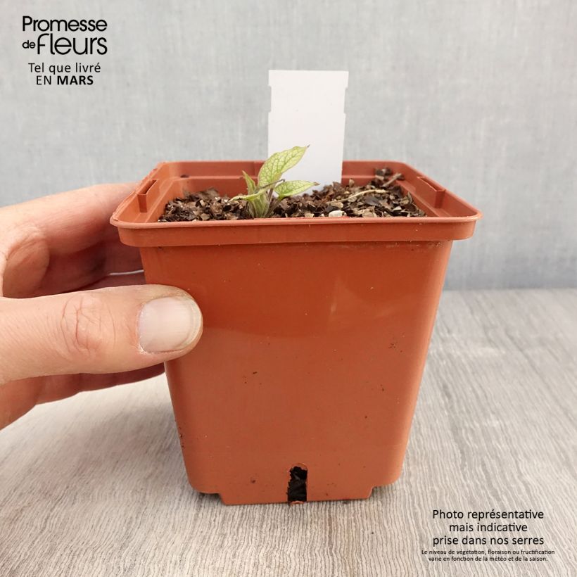 Brunnera macrophylla Alexander's Great Maceta 1L/1,5L Ejemplar entregado en la primavera