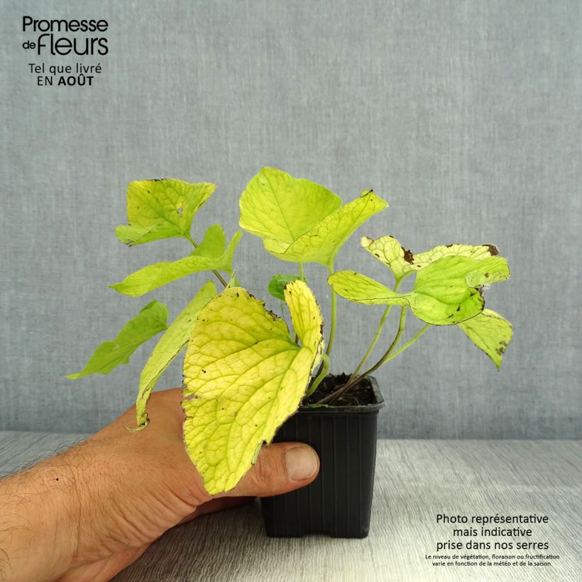 Ejemplar de Brunnera macrophylla Diane's Gold Maceta de 8/9 cm entregado en verano