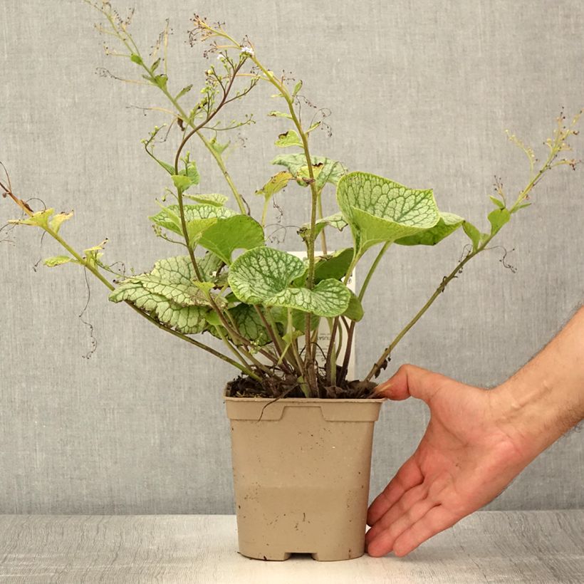 Ejemplar de Brunnera macrophylla Jack Frost Maceta 2L/3L entregado en verano