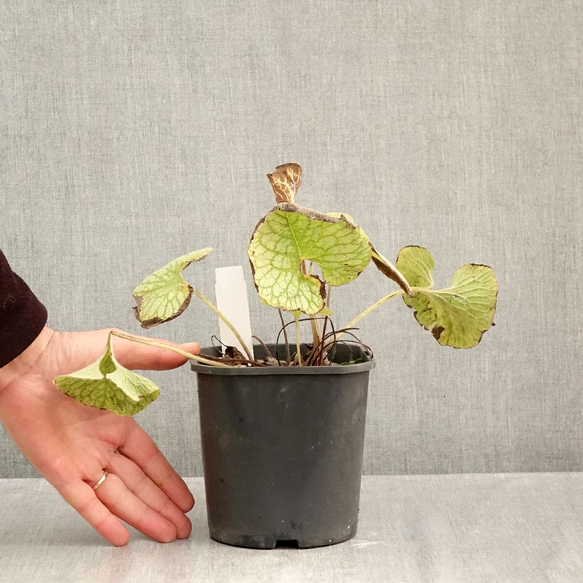 Ejemplar de Brunnera macrophylla Jack Frost Maceta 2L/3L entregado en otoño