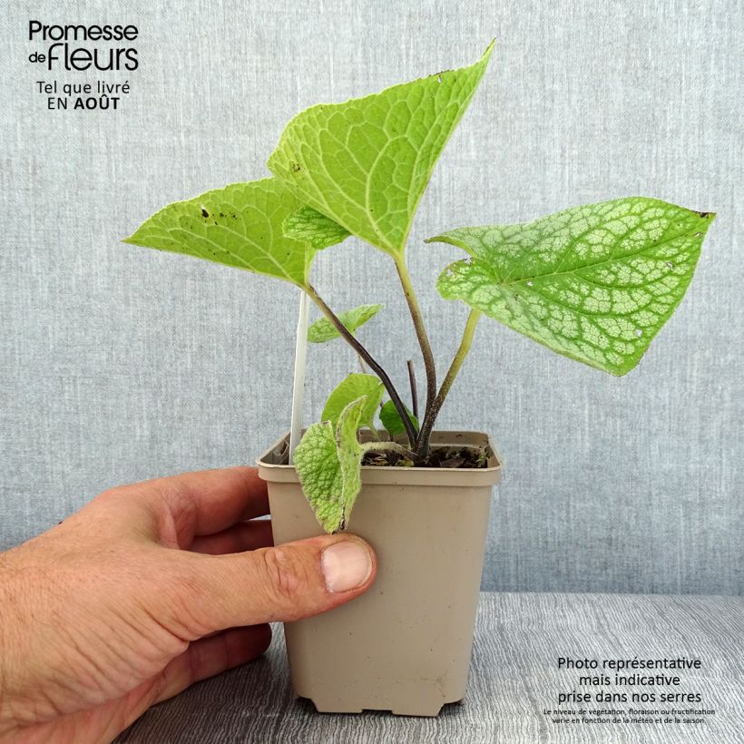 Ejemplar de Brunnera macrophylla Jack of Diamonds Maceta de 8/9 cm entregado en verano