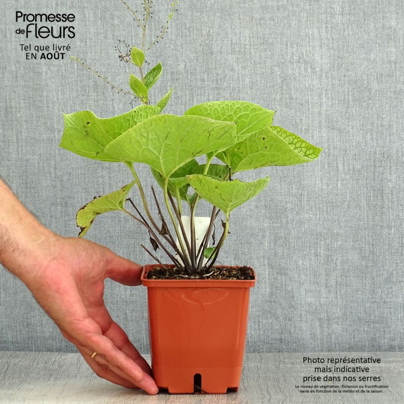 Ejemplar de Brunnera macrophylla Jack of Diamonds Maceta 1L/1,5L entregado en verano