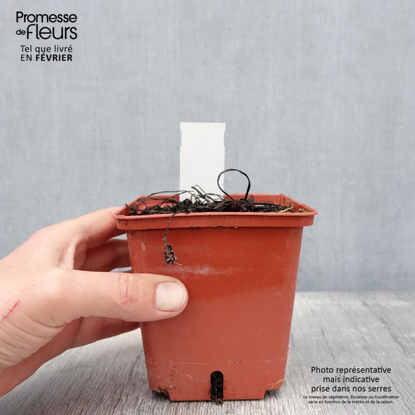 Brunnera macrophylla Jack of Diamonds Maceta 1L/1,5L Ejemplar entregado en invierno