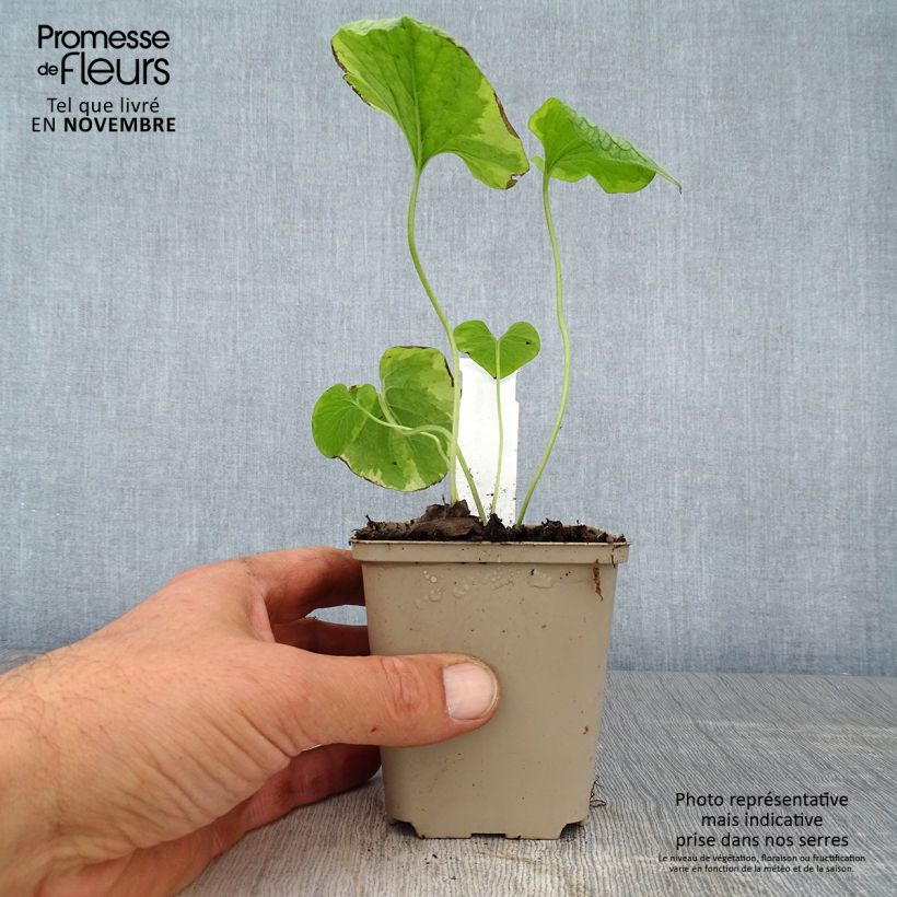 Ejemplar de Brunnera macrophylla King's Ramson Maceta de 8/9 cm entregado en otoño