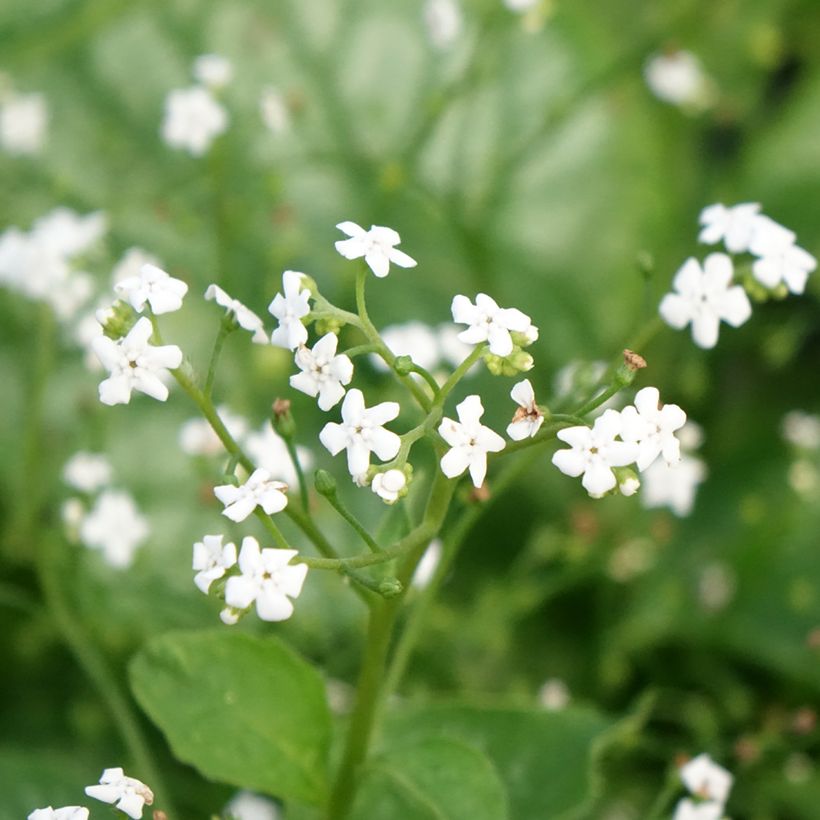 Brunnera macrophylla Mr Morse (Floración)