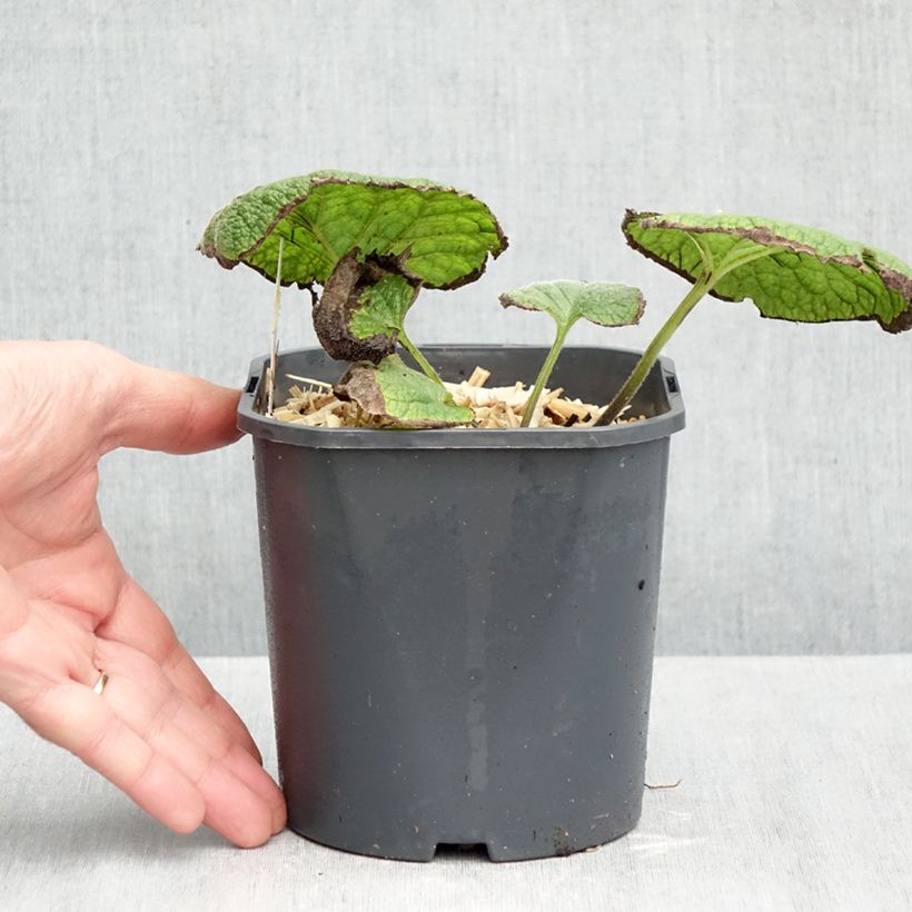 Ejemplar de Brunnera macrophylla - Buglosa Maceta 2L/3L entregado en otoño