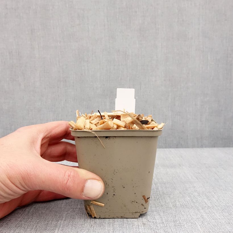 Brunnera macrophylla Queen of Hearts Maceta de 8/9 cm Ejemplar entregado en invierno