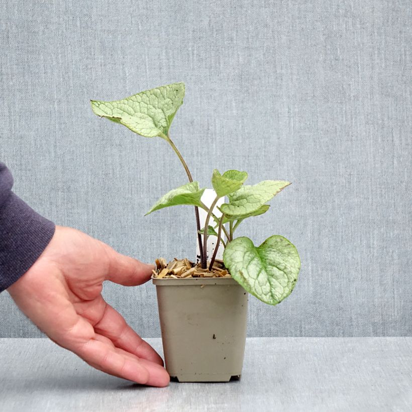 Brunnera macrophylla Queen of Hearts Maceta de 8/9 cm Ejemplar entregado en la primavera