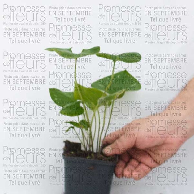 Ejemplo de ejemplar de Brunnera macrophylla Silver Wings Maceta de 8/9 cm tal y como se entrega