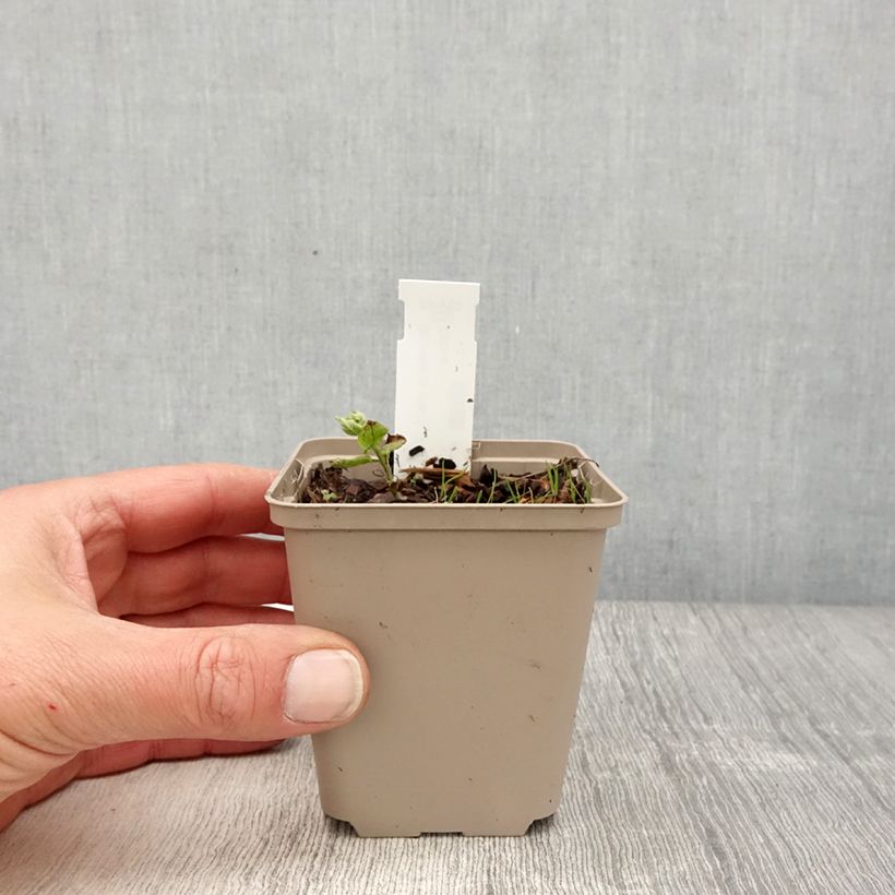 Brunnera macrophylla White Zebra Maceta de 8/9 cm Ejemplar entregado en la primavera