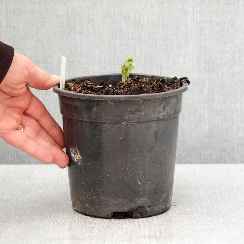 Brunnera sibirica - Nomeolvides siberiano Maceta 2L/3L Ejemplar entregado en la primavera