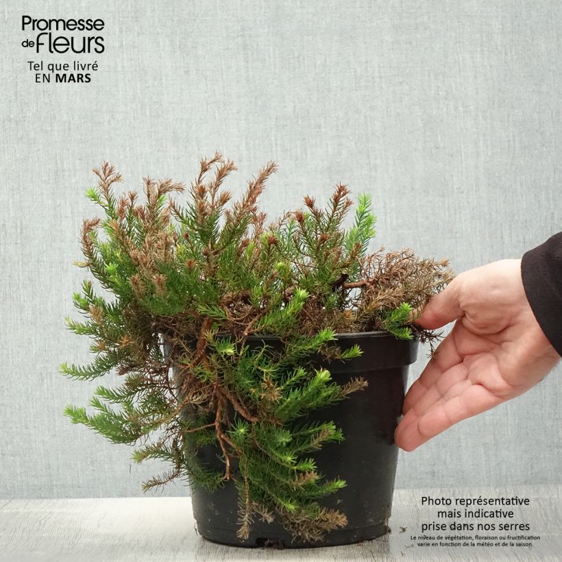 Erica nana Limoncello - Brezo enana Maceta 4L/5L Ejemplar entregado en la primavera