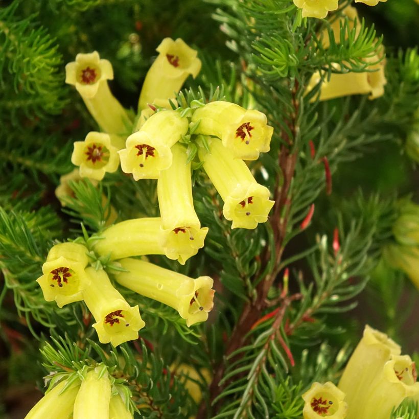 Erica nana Limoncello - Brezo enana (Floración)