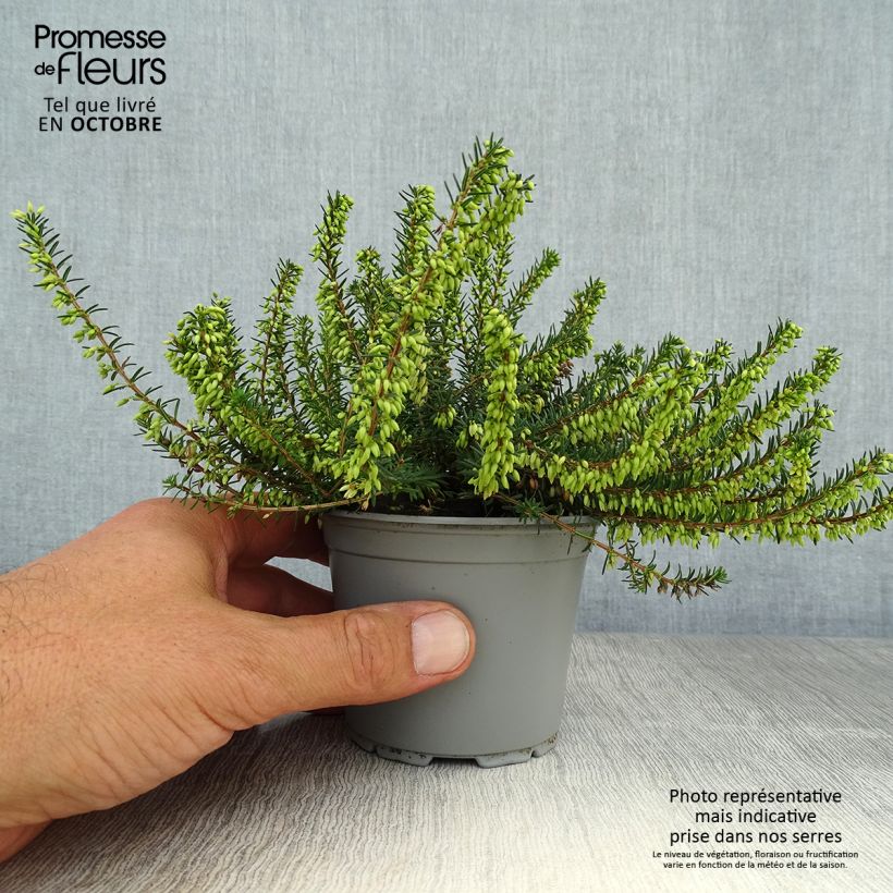 Ejemplar de Erica carnea December Red - Brezo vizcaíno Maceta de 8/9 cm entregado en otoño