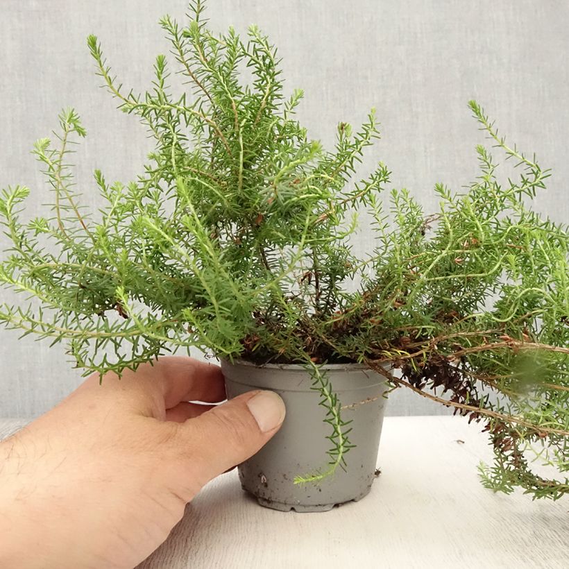 Ejemplar de Erica carnea December Red - Brezo vizcaíno Maceta de 8/9 cm entregado en verano
