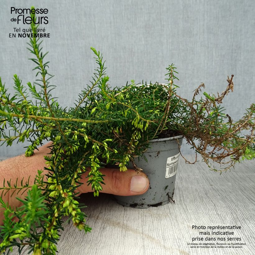 Ejemplar de Erica carnea Springwood White - Brezo vizcaíno Maceta de 8/9 cm entregado en otoño