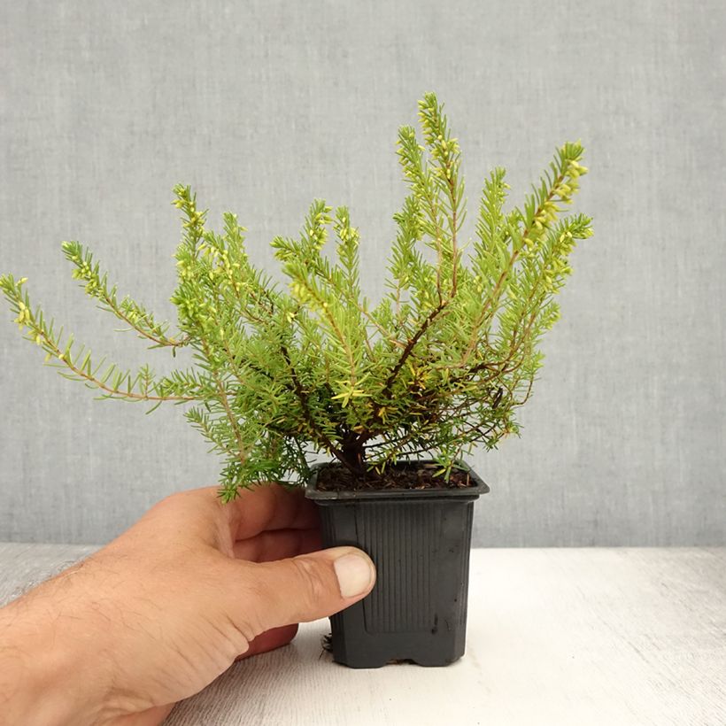 Ejemplar de Erica carnea Springwood White - Brezo vizcaíno Maceta de 8/9 cm entregado en verano