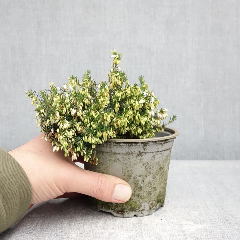 Erica cinerea Alba - Brezo ceniciento Maceta de 12 cm / 13 cm Ejemplar entregado en invierno