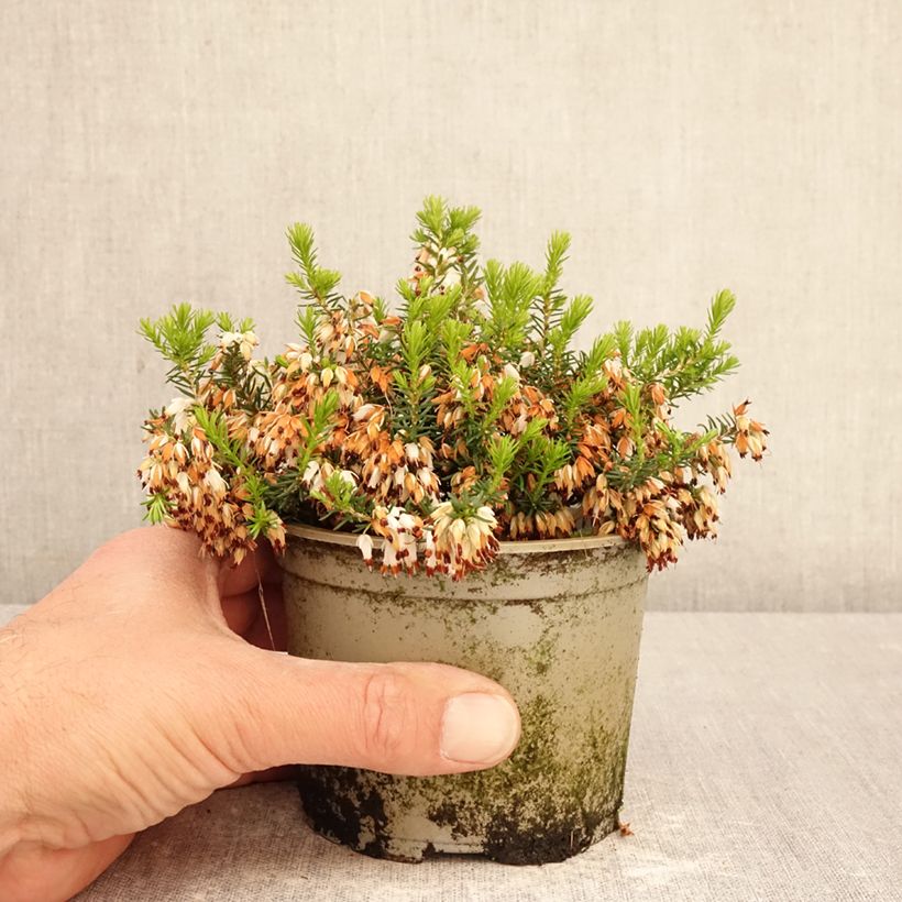 Erica cinerea Alba - Brezo ceniciento Maceta de 12 cm / 13 cm Ejemplar entregado en la primavera
