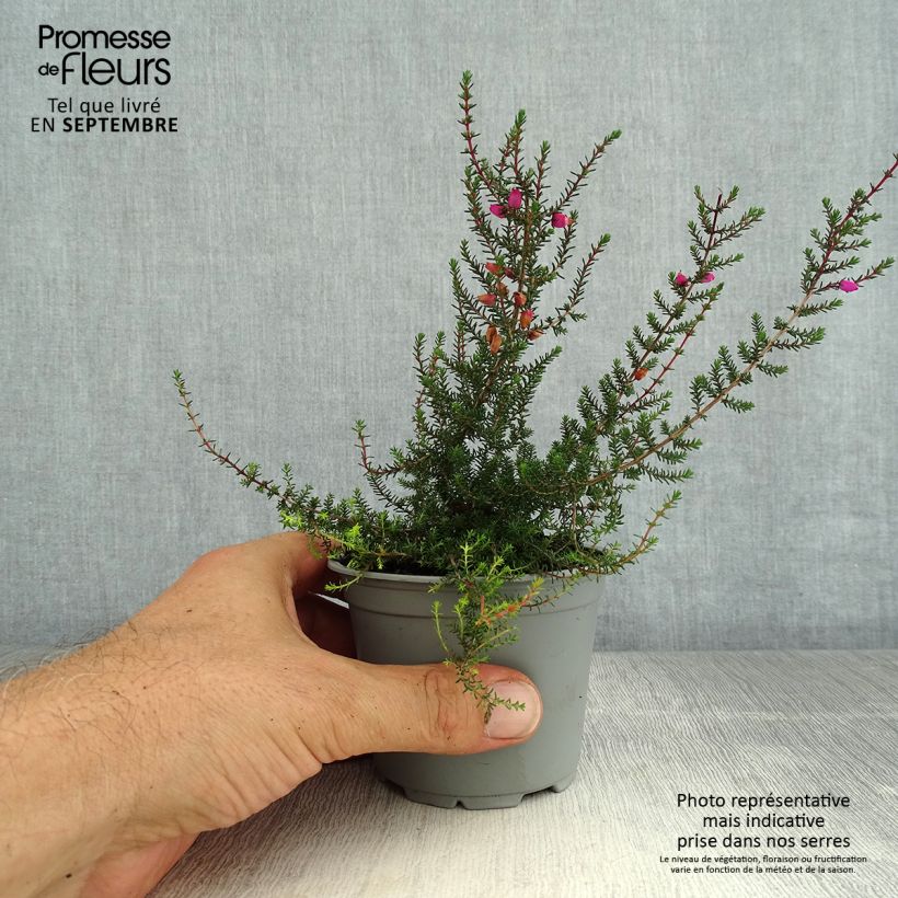 Ejemplar de Erica cinerea - Brezo ceniciento Maceta de 10 cm/11 cm entregado en verano