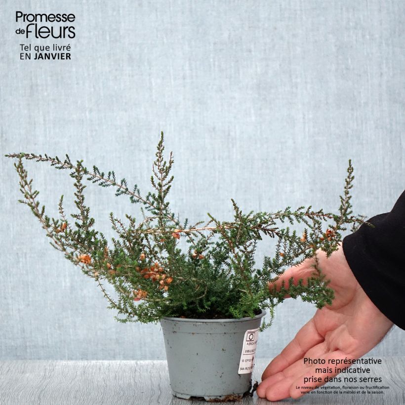 Erica cinerea - Brezo ceniciento Maceta de 10 cm/11 cm Ejemplar entregado en invierno