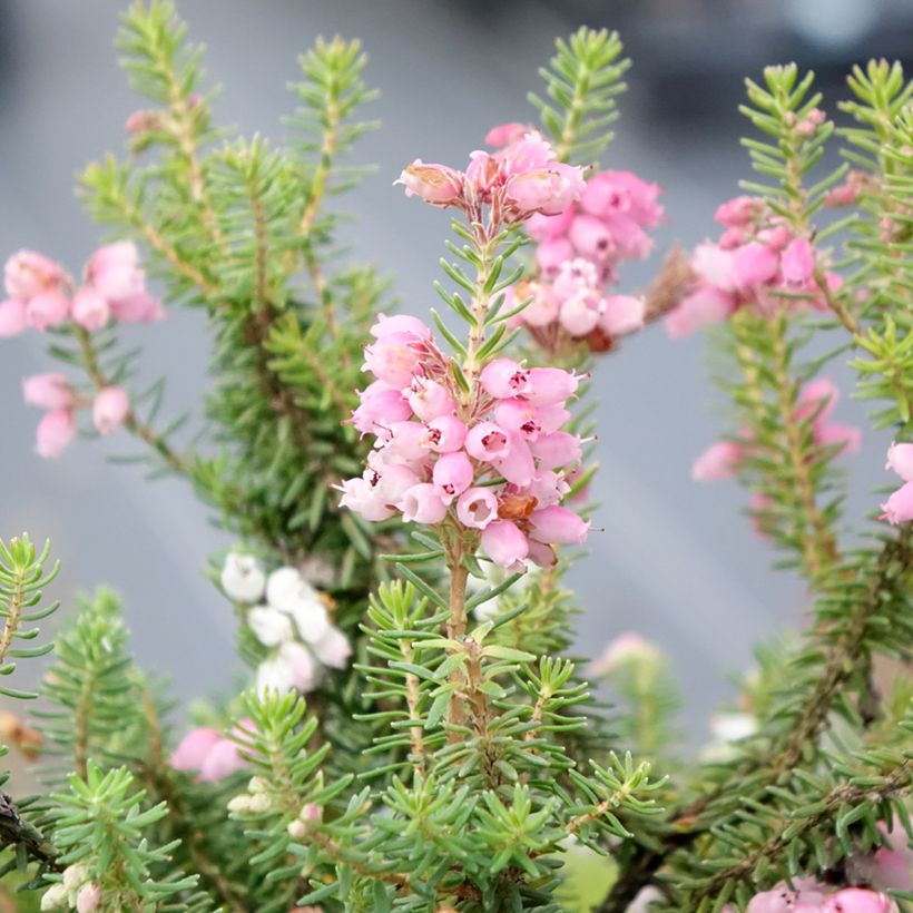 Erica williamsii Ken Wilson - Brezo (Floración)