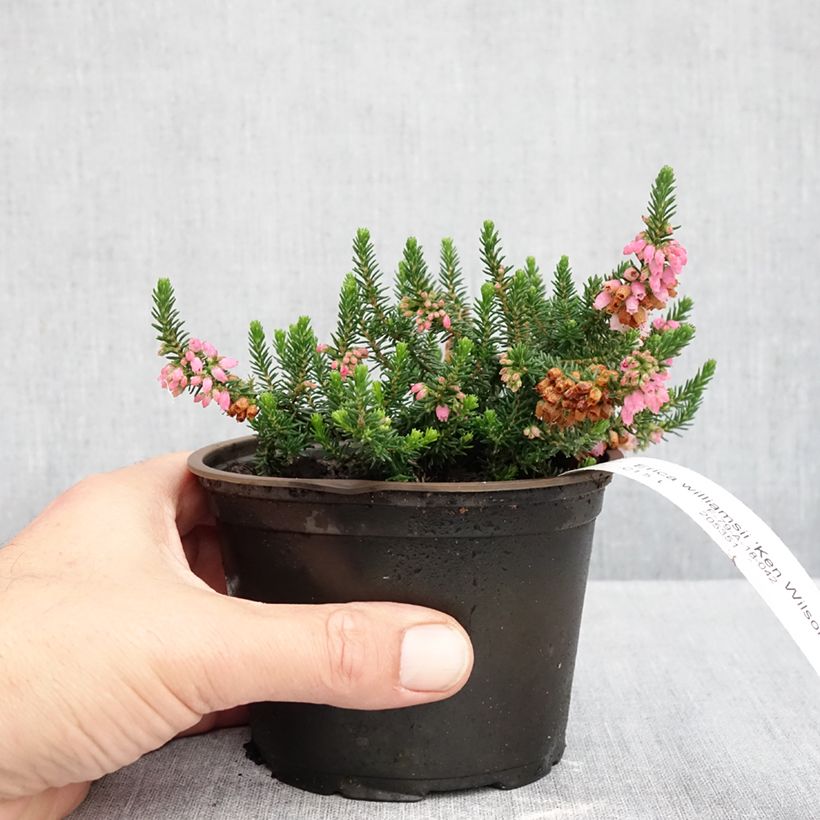 Ejemplar de Erica williamsii Ken Wilson - Brezo Maceta de 10 cm/11 cm entregado en otoño