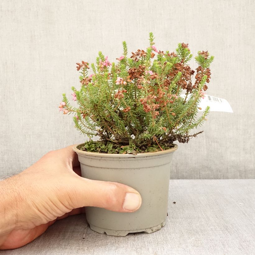 Ejemplar de Erica williamsii Ken Wilson - Brezo Maceta 1,5L/2L entregado en verano
