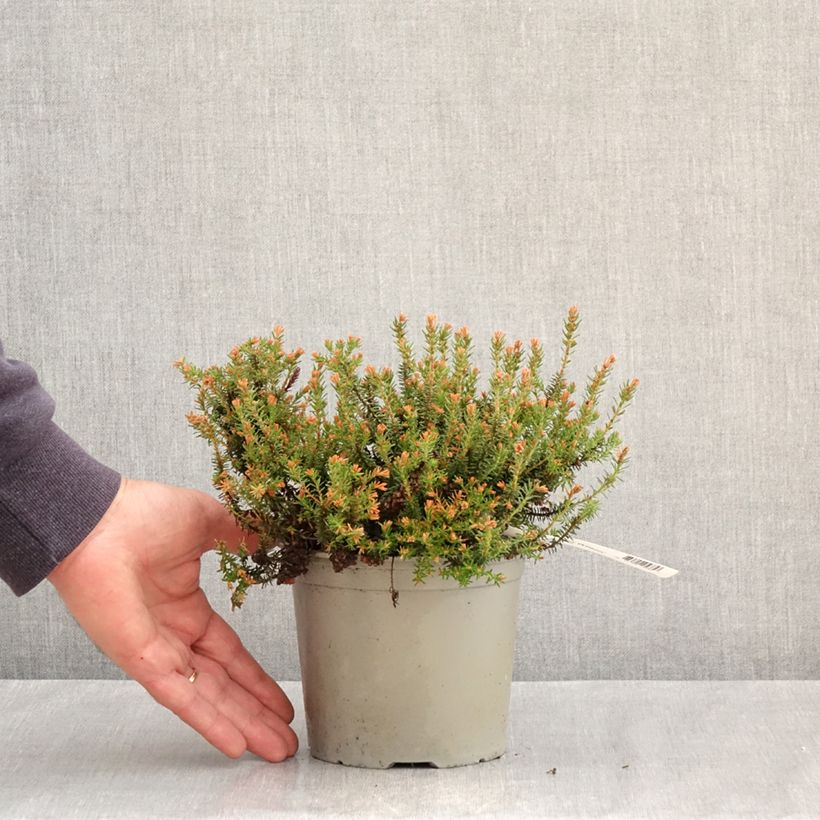 Erica williamsii Ken Wilson - Brezo Maceta 1,5L/2L Ejemplar entregado en la primavera