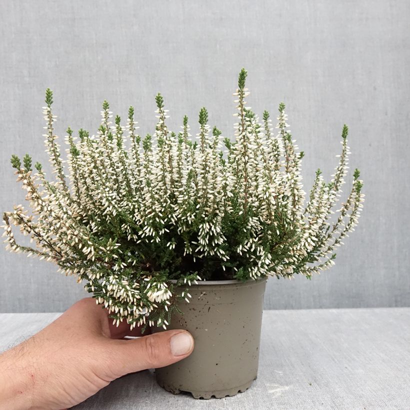 Ejemplar de Calluna vulgaris Garden Girls Alicia - Brecina Maceta 1L/1,5L entregado en otoño